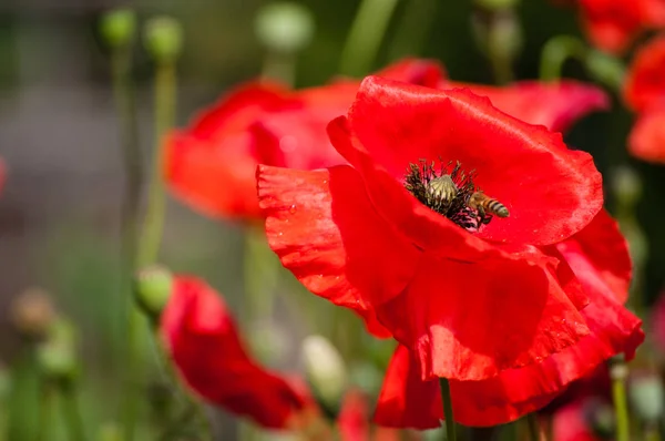 Poppy yakın çekim bir arı polen toplama