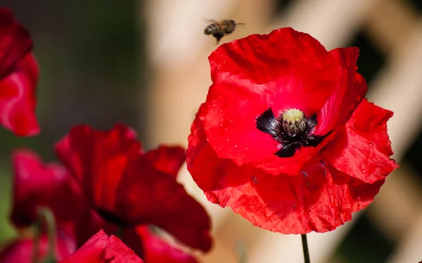 Poppy arı üzerinde bir çiçek açılış ile yakından