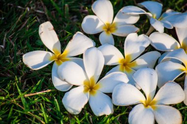Beyaz Hawaiian plumeria bir çim üzerinde Kapat
