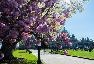 Victoria British Columbia Parlamento Binası, Vancouver Island, Kanada baharda kiraz ağaçları çiçeklenme ile