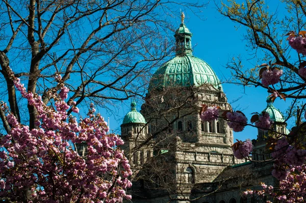 Victoria British Columbia Parlamento Binası, Vancouver Island, Kanada baharda kiraz ağaçları çiçeklenme ile