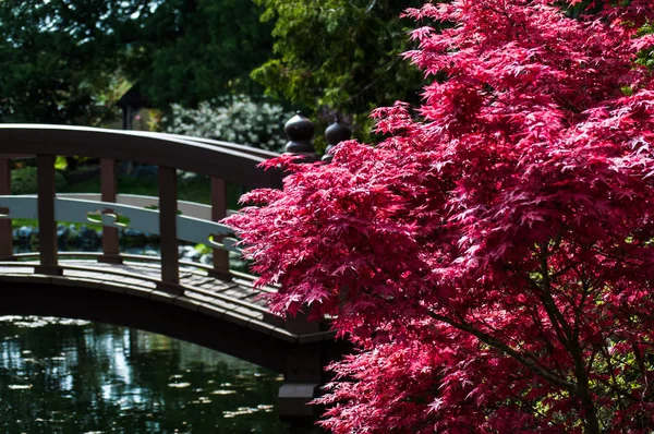 Hatley kale parkı, Kanada Japon bahçesinde bir köprü yanında Japon kırmızı akçaağaç