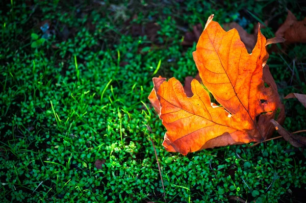 緑の草のクローズアップに乾燥明るい金色のカエデの葉 — ストック写真