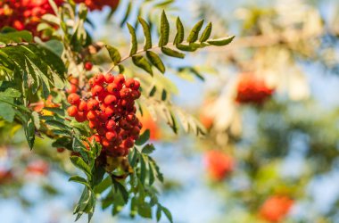 Mavi gökyüzü bulanık arka plan ile bir brunch kırmızı dağ kül meyveleri