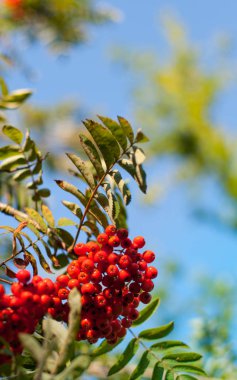 Mavi gökyüzü bulanık arka plan ile bir brunch kırmızı dağ kül meyveleri