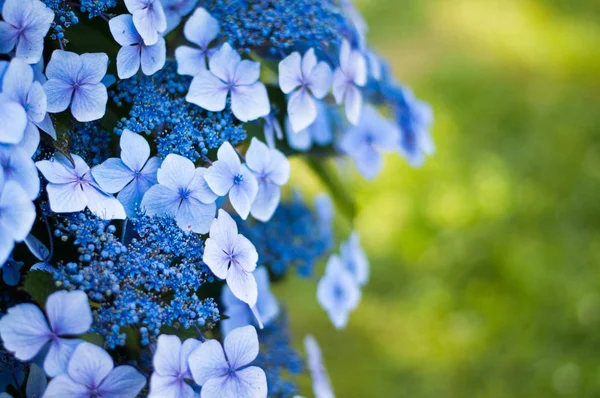 Blue hydrangea close up in a park / hortensia blossom with a shallow depth of field