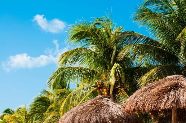 Arka Planda Mavi Gökyüzü Olan Plajda Palmiye Ağaçları Kamış Şemsiyeleri — Stok fotoğraf