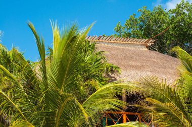 Palmiye ağaçları, güneşli tropiklerle, Cozumel Adası 'yla çevrili sazlık çatılı küçük bir kulübe.