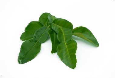 Beyaz arka plan üzerinde izole yaprak Güney Afrika'da bir kabile kireç