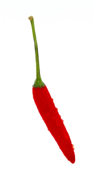 Chili em um fundo branco — Fotografia de Stock
