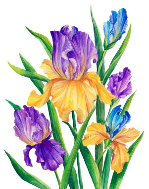 El yapımı suluboya mor iris