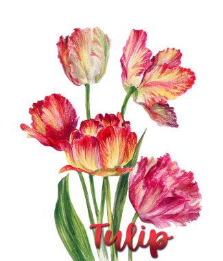 kırmızı lale el yapımı suluboya