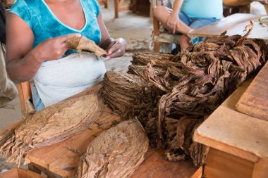 North America, Latin America, Caribbean, Cuba, Vinales Valley, stunning landscapes, rural areas, traditional farming practices. Known as the tobacco producing region of Cuba.   Workers de-stem the tobacco leaves. clipart
