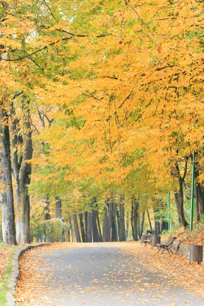 stock image Europe, Romania, Brasov. Poarta Schei district. Walking paths in a forrested park near the Tampa Mountain area.