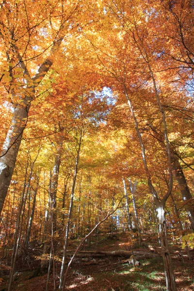 Karpat Sezonie Jesiennym Rumunia Transylwania — Zdjęcie stockowe