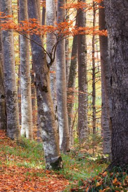 Sonbahar sezonu, Romanya, Transilvanya, Karpat Dağları