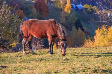 Avrupa, Romanya, Transilvanya, Karpatya Dağları, Magura, Piatra Craiului Ulusal Parkı. At.