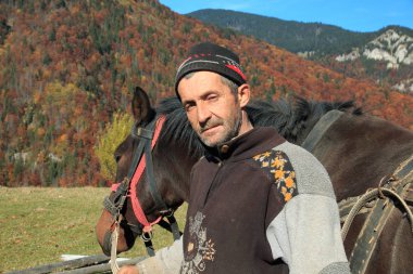 Avrupa, Romanya, Transilvanya, Karpat Dağları, Magura, Piatra Craiului Milli Parkı. Lider erkek at ve saman kesmeye vagon.