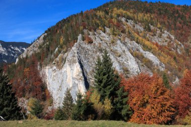 Avrupa, Romanya, Transilvanya, Karpatya Dağları, Magura, Piatra Craiului Ulusal Parkı.