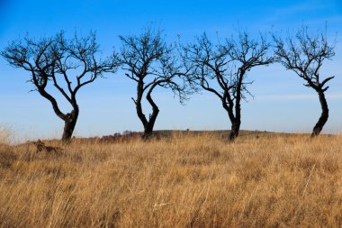 Romanya Maramures İlçesi, Dobricu Lapusului. Ağaçlar.