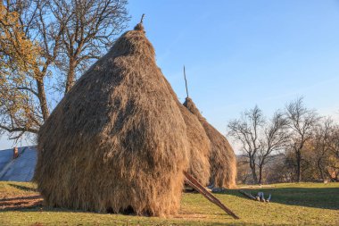 Romanya Maramures County, Dobricu Lapusulu.Hay yığınları.