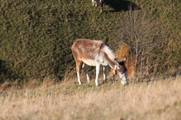 Europa Rumania Transilvania Montañas Cárpatos Magura Parque Nacional Piatra Craiului —  Fotos de Stock