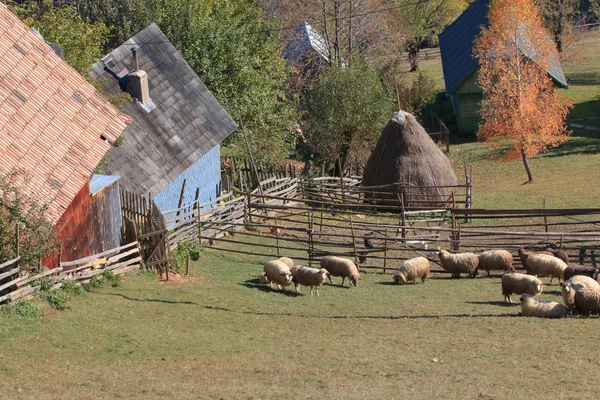 Gammal Gård Piatra Craiului Nationalpark Karpaterna Rumänien — Stockfoto