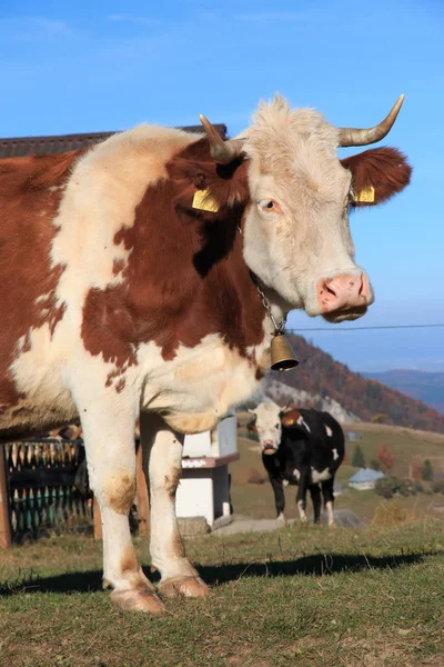 Europa Romania Transilvania Carpazi Magura Parco Nazionale Piatra Craiului Carni — Foto Stock