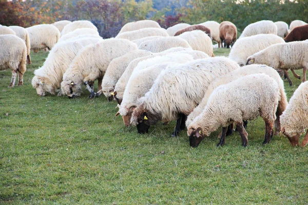 Europa Rumania Viscri Pastoreo Ovejas —  Fotos de Stock
