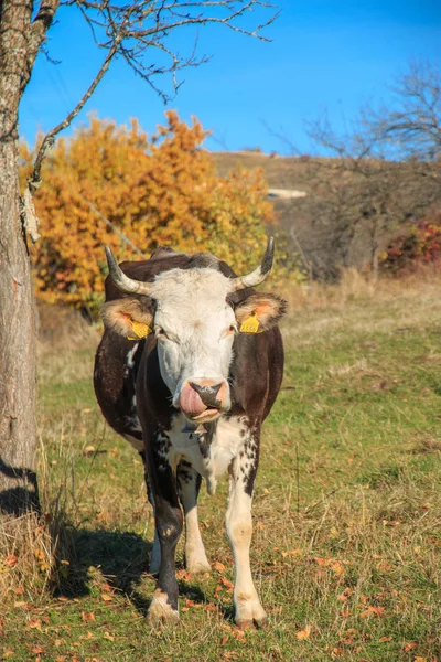 Romania Contea Maramures Dobricu Lapusului Vacca Animale Fattoria — Foto Stock