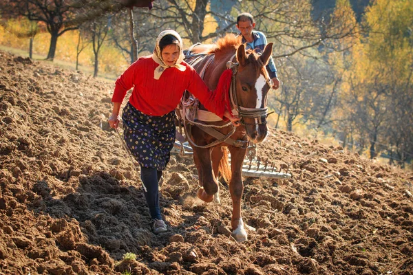 Rumunsko Maramures County Dobricu Lapusului Zemědělci Zorané Pole — Stock fotografie