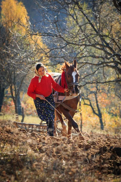 Romania Contea Maramures Dobricu Lapusului Agricoltori Che Arano Campo — Foto Stock