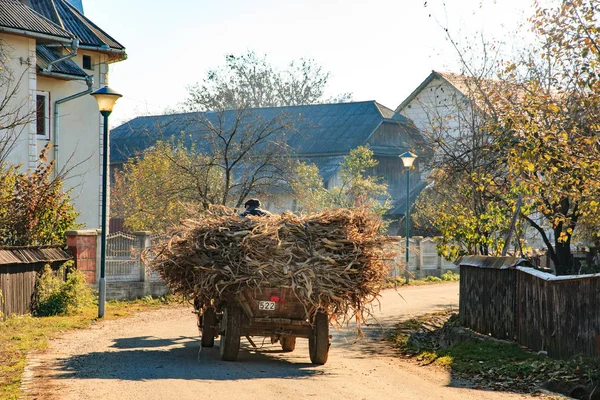 Avrupa, Transilvanya, Romanya, Suceava, yerel çiftçi onun vagon aşağı köy yolu kullanıyor. Vagon dolgu saman ile.