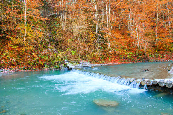 Europe, Romania, Viseu de Sus. Carpathian Forest,  Vaser River.