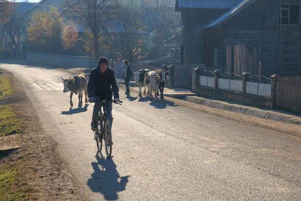 Avrupa, Romanya, Bucovina, Vatra Modovitei. Moldovita, Sucevita. Bisikletli yerel.