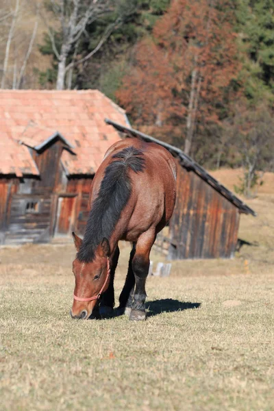 Europa Rumania Transilvania Montañas Cárpatos Parque Nacional Piatra Craiului Caballo —  Fotos de Stock