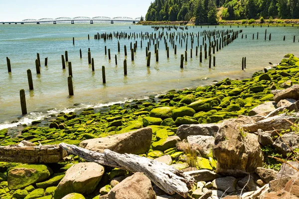 North America, Washington State, Pacific County, Megler,  Astoria Bridge, Columbia River. North Shore of the Columbia River. Pilings. Sea Weed covered, rocky beach.