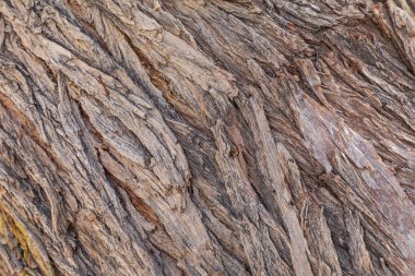 Iran İslam Cumhuriyeti. Ağaç kabuğu özetini.