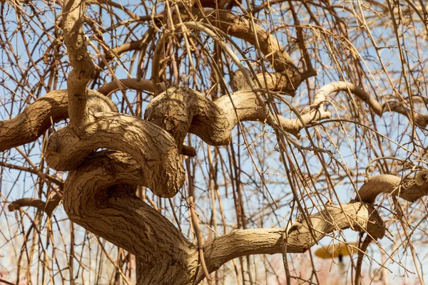 República Islámica Irán Árbol Sauce Reino Plantae Género Salix — Foto de Stock