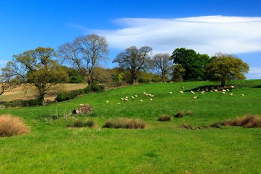 North Yorkshire, İngiltere'de koyun yeşil alanlarında otlatma.