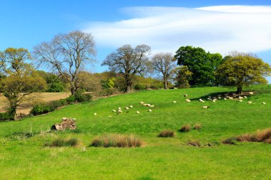 North Yorkshire, İngiltere'de koyun yeşil alanlarında otlatma.
