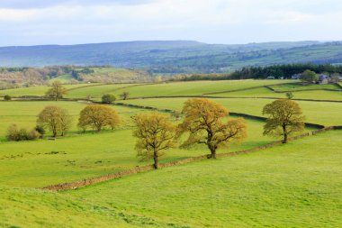 North Yorkshire, İngiltere'de Wharfedale, Bolton Abbey, nehir Wharfe yakın. Meşe ağaçları ile yerel alanlar.