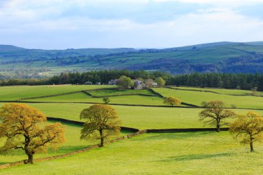 North Yorkshire, İngiltere'de Wharfedale, Bolton Abbey, nehir Wharfe yakın. Meşe ağaçları ile yerel alanlar.
