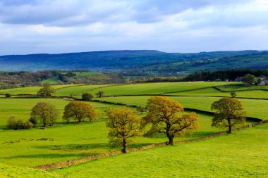 North Yorkshire, İngiltere'de Wharfedale, Bolton Abbey, nehir Wharfe yakın. Meşe ağaçları ile yerel alanlar.