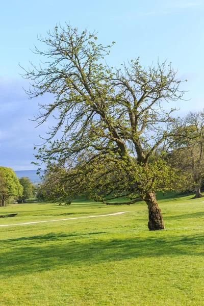 田舎のイギリス ノース ヨークシャー州ワーフデール オークの木 — ストック写真