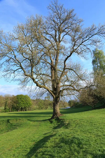 England North Yorkshire Wharfedale Landschaft Und Eiche — Stockfoto