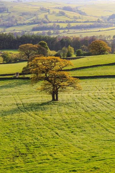 イギリス ノース ヨークシャー州ワーフデール 川ホウォーフ川近くのボルトン修道院 オークの木とローカル フィールド — ストック写真