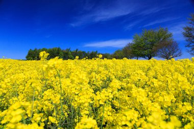 North Yorkshire, İngiltere'de Vilsın. Nehir çavdar. Parlak sarı Brassica Napus sahası. Turpgiller. Ortak ad: kanola veya kolza tohumu. Petrol ve bir sebze olarak kullanılan.