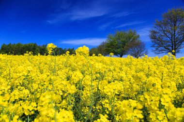 North Yorkshire, İngiltere'de Vilsın. Nehir çavdar. Parlak sarı Brassica Napus sahası. Turpgiller. Ortak ad: kanola veya kolza tohumu. Petrol ve bir sebze olarak kullanılan.