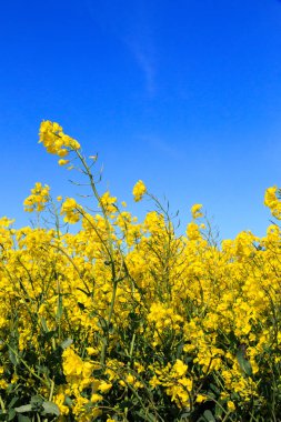 North Yorkshire, İngiltere'de Vilsın. Nehir çavdar. Parlak sarı Brassica Napus sahası. Turpgiller. Ortak ad: kanola veya kolza tohumu. Petrol ve bir sebze olarak kullanılan.